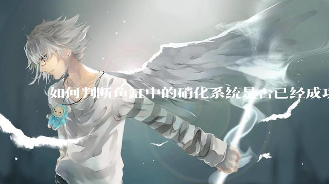 如何判断鱼缸中的硝化系统是否已经成功建立？